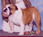 bulldog Anglais : CH Major League Lethal Weapon